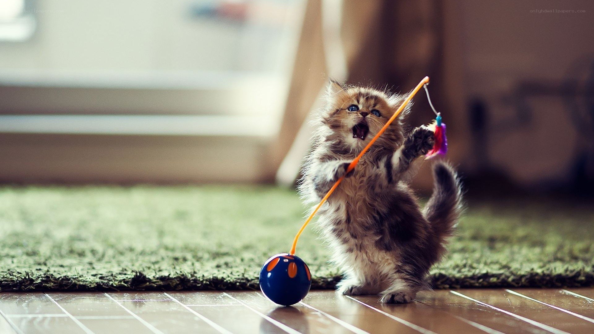 fluffy kitten playing with toy