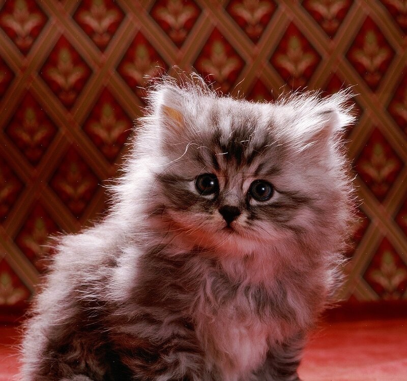 Fluffy Kitten — Red, Calm