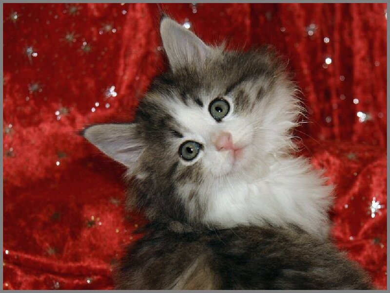 Fluffy Kitten — Red