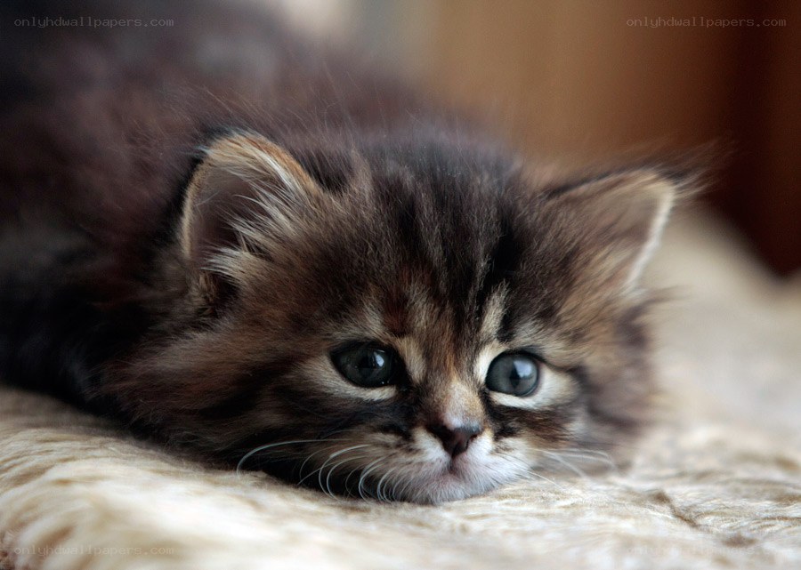 fluffy kitten resting