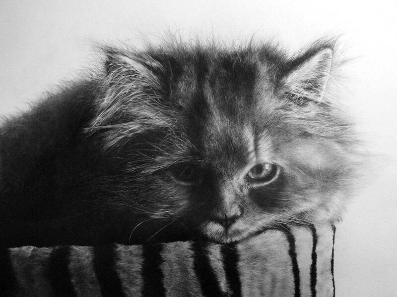Fluffy Kitten Resting — Black