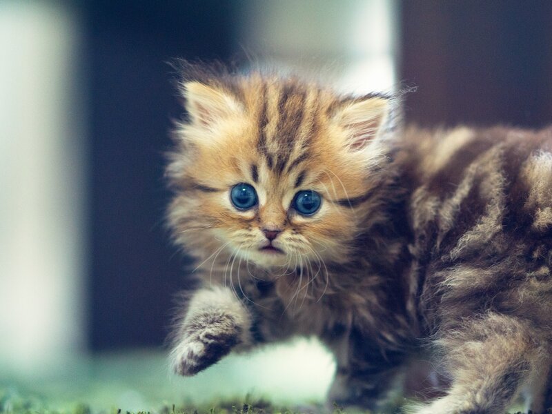 Fluffy Kitten Running