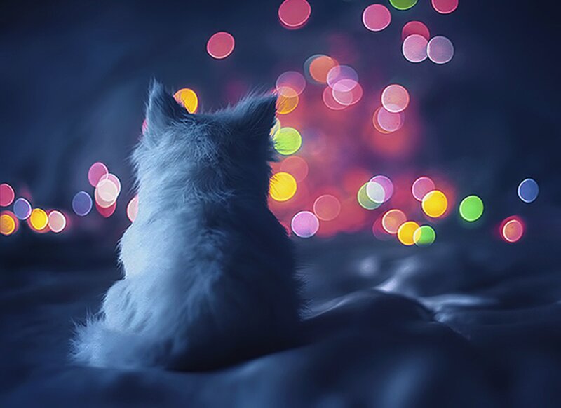 Fluffy Kitten Sitting — Blue