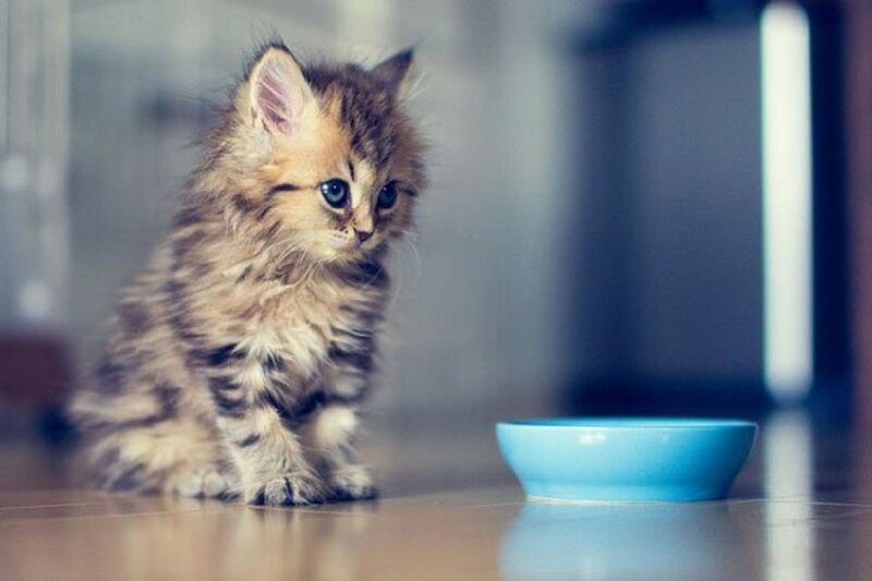 Fluffy Kitten Sitting — Brown