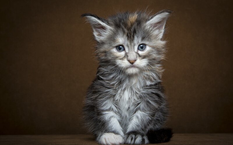 Fluffy Kitten Sitting — Gray, Calm, Photograph, Brown Background