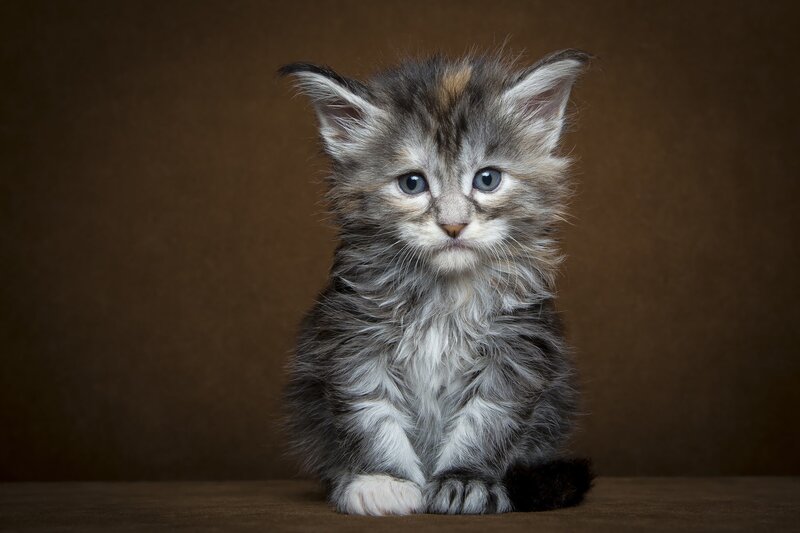 Fluffy Kitten Sitting — Gray, Calm, Photograph