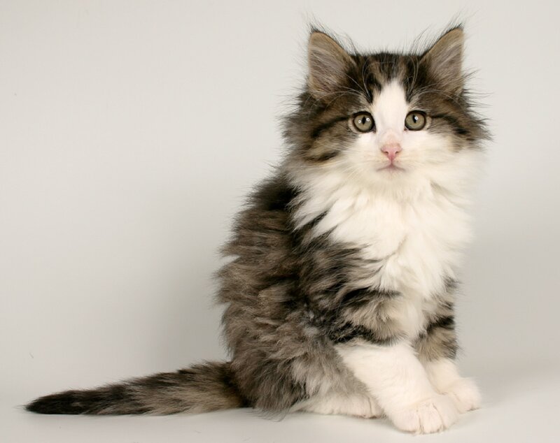 Fluffy Kitten Sitting