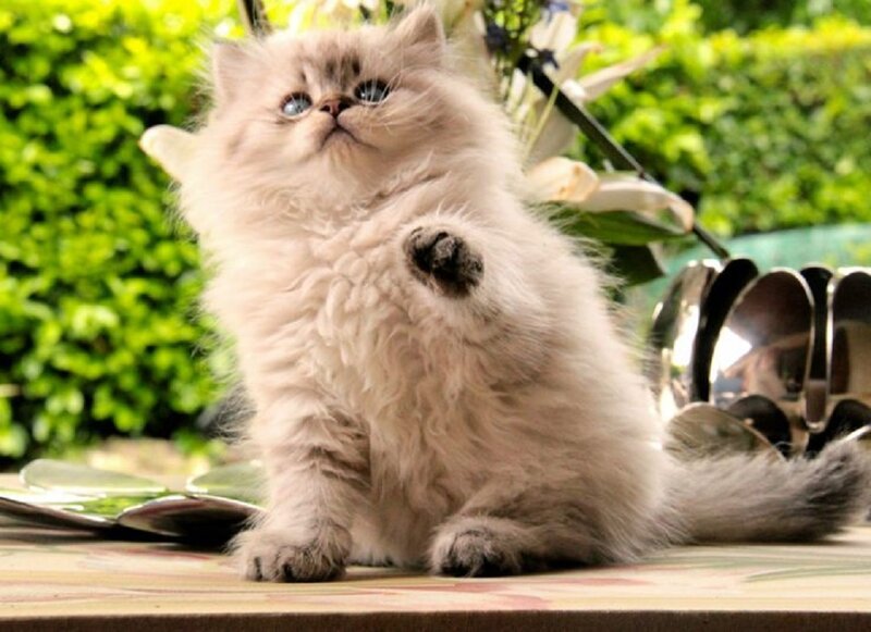 Fluffy Kitten Sitting — White, Calm, Afternoon
