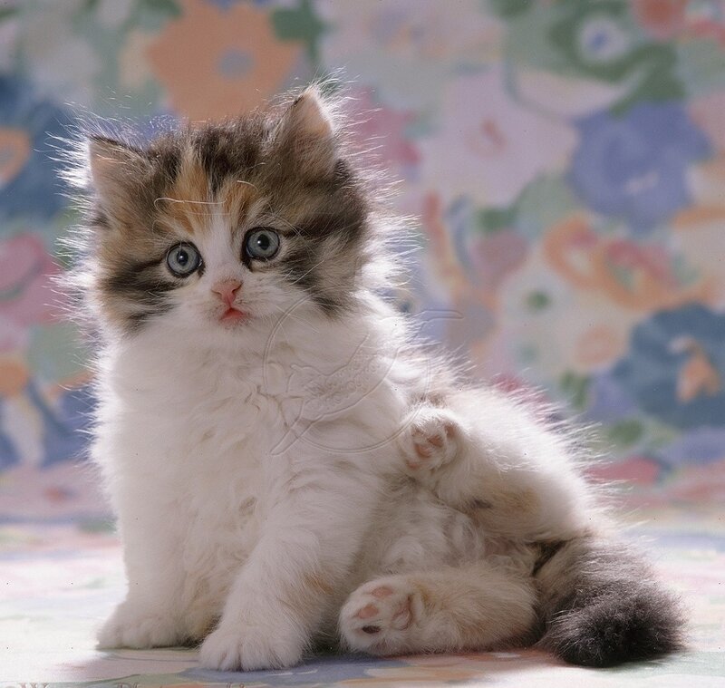 Fluffy Kitten Sitting — White, Innocent