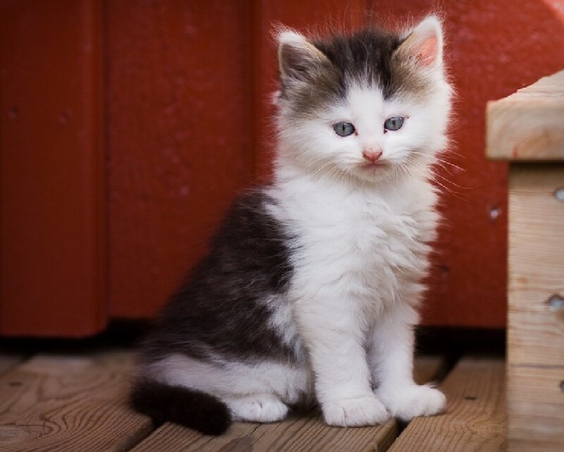 Fluffy Kitten Sitting — White