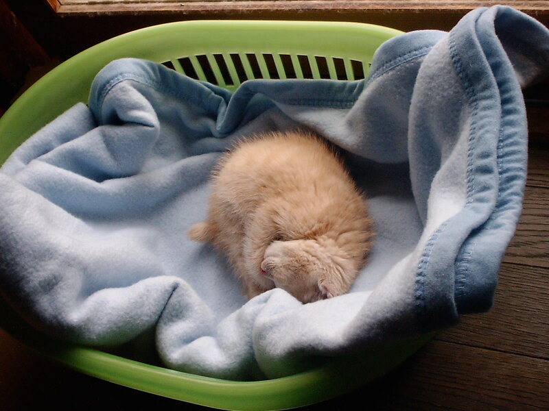 Fluffy Kitten Sleeping — Blue