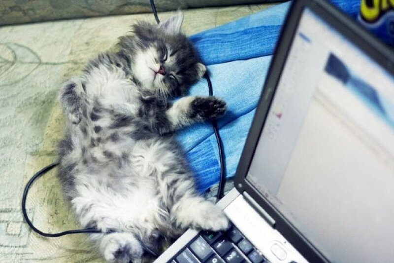 Fluffy Kitten Sleeping — Gray