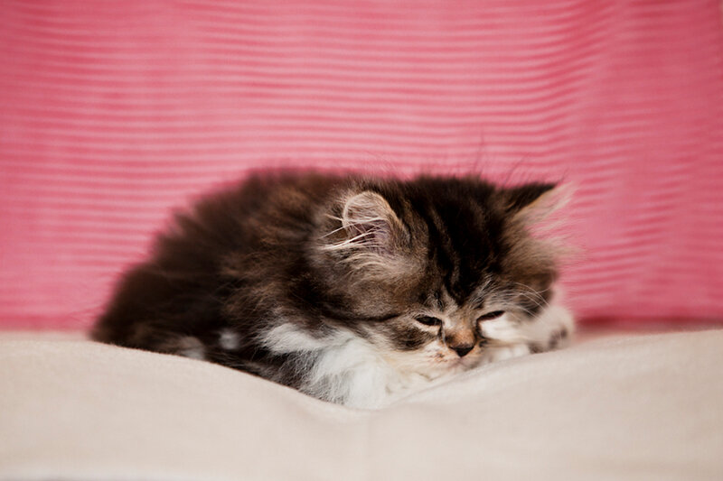 Fluffy Kitten Sleeping — Pink