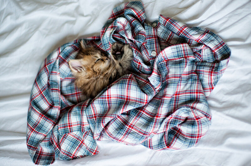 Fluffy Kitten Sleeping — Red