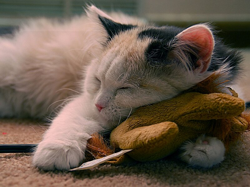Fluffy Kitten Sleeping