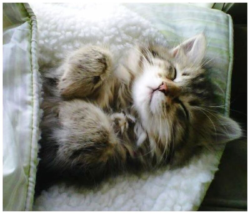 Fluffy Kitten Sleeping — White, Peaceful
