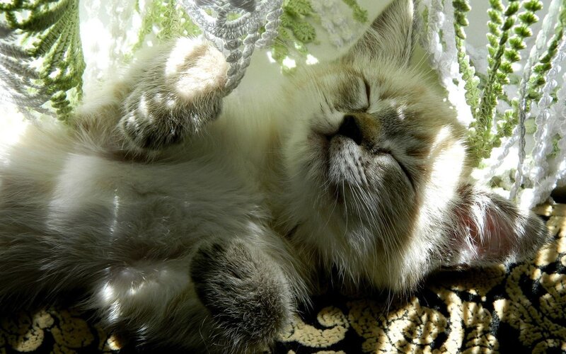 Fluffy Kitten Sleeping — White, Serene, Morning