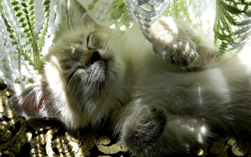 Fluffy Kitten Sleeping — White, Serene