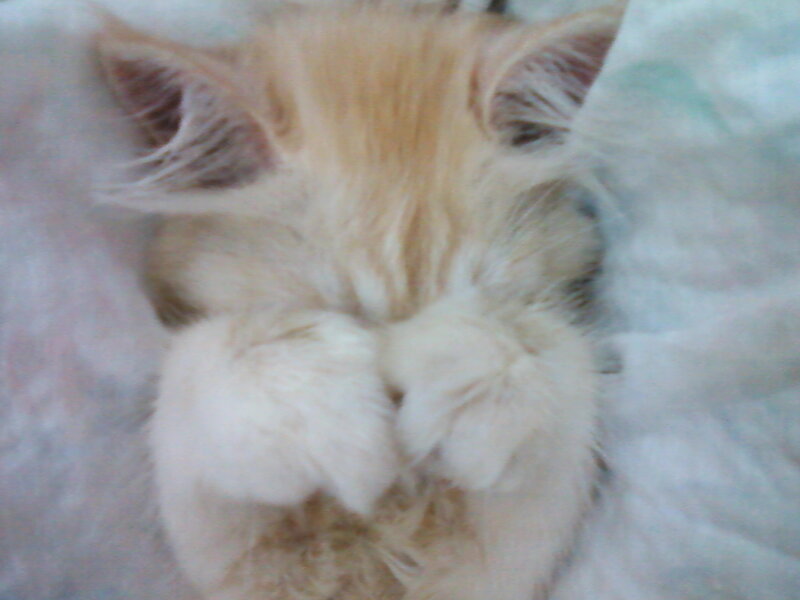 Fluffy Kitten Sleeping — White