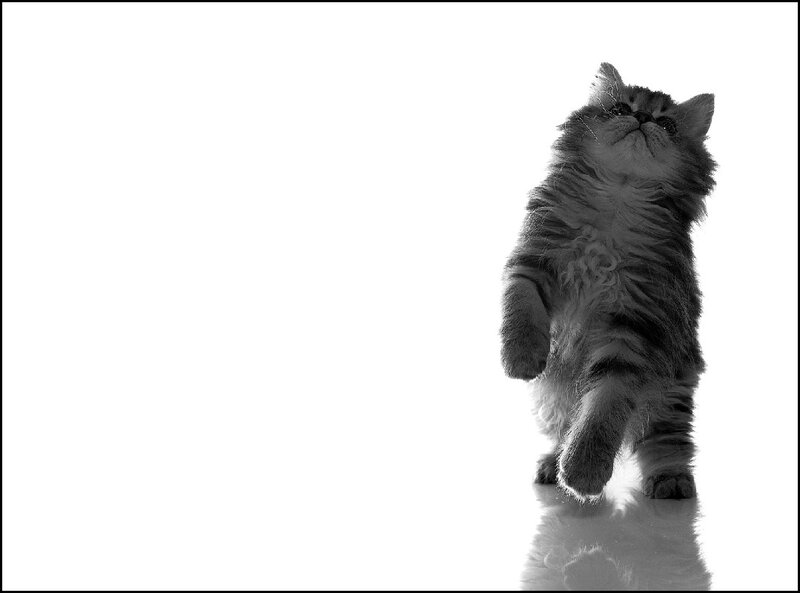 Fluffy Kitten Standing — Black
