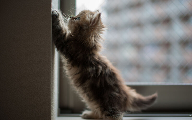 Fluffy Kitten Standing — Brown