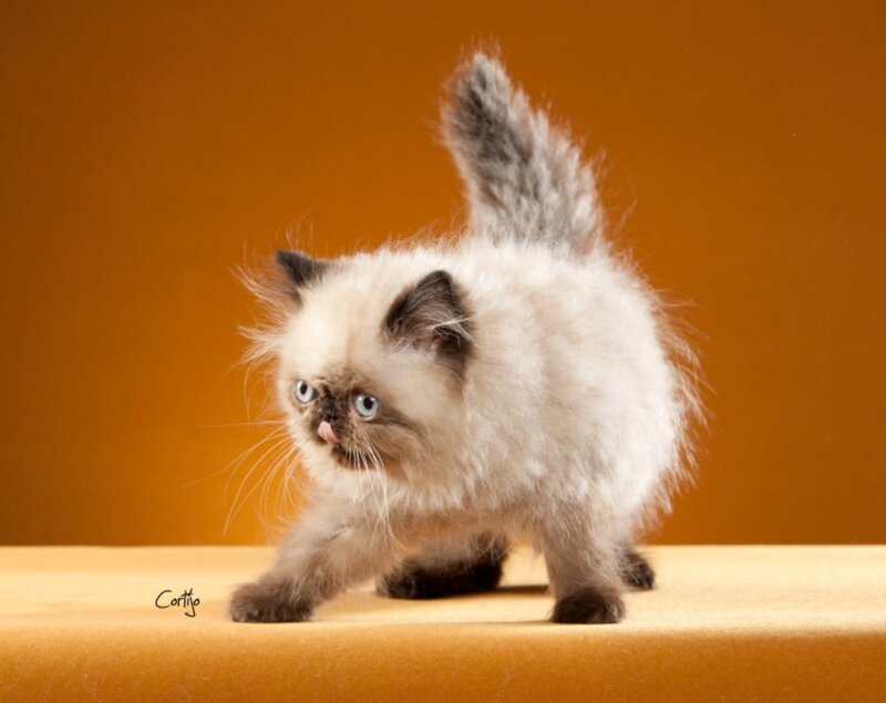 Fluffy Kitten Standing