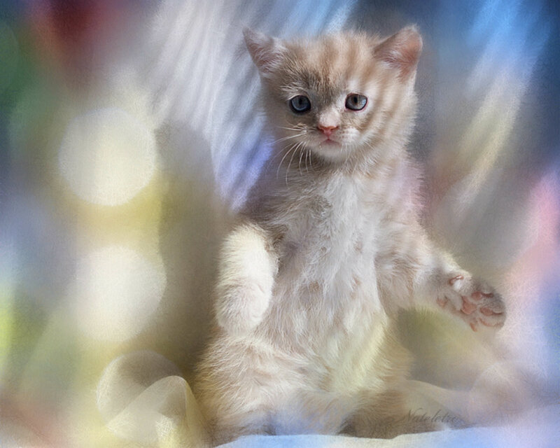 Fluffy Kitten Standing — White, Dreamy