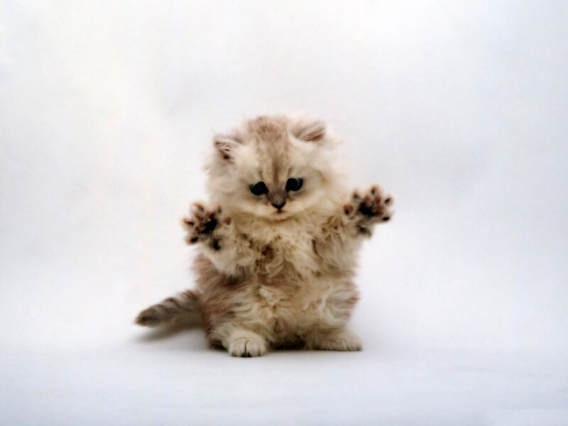 Fluffy Kitten Standing — White, Playful, Photograph, Paws, Tail