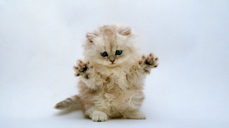 Fluffy Kitten Standing — White