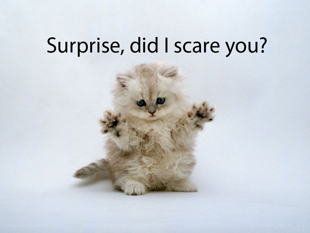 fluffy kitten surprise