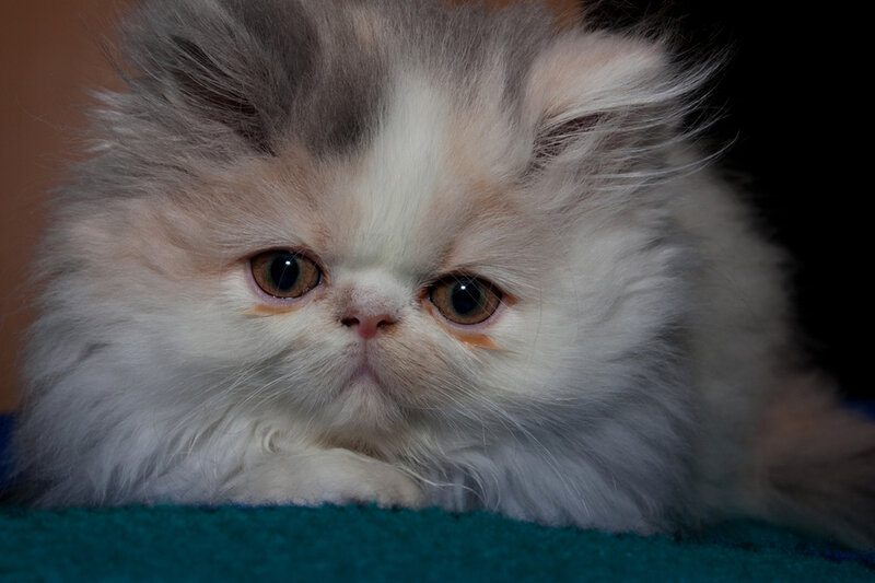Fluffy Kitten