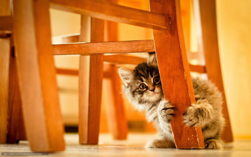 Fluffy Kitten under Chair — Brown, Curious