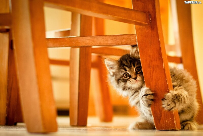Fluffy Kitten under Chair — Brown