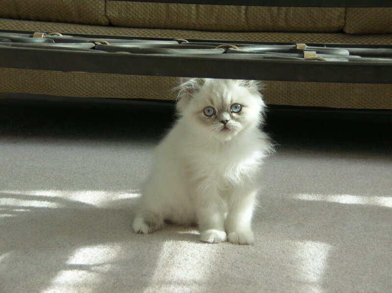 fluffy kitten under furniture
