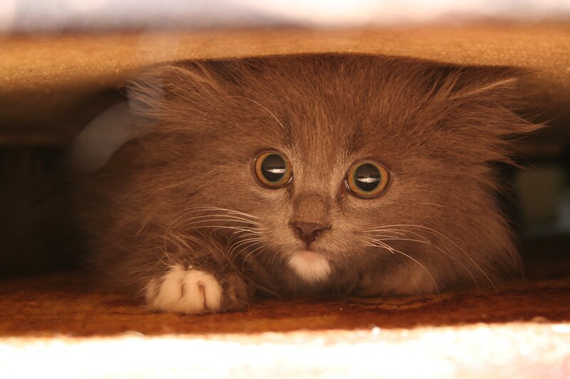 fluffy kitten under furniture
