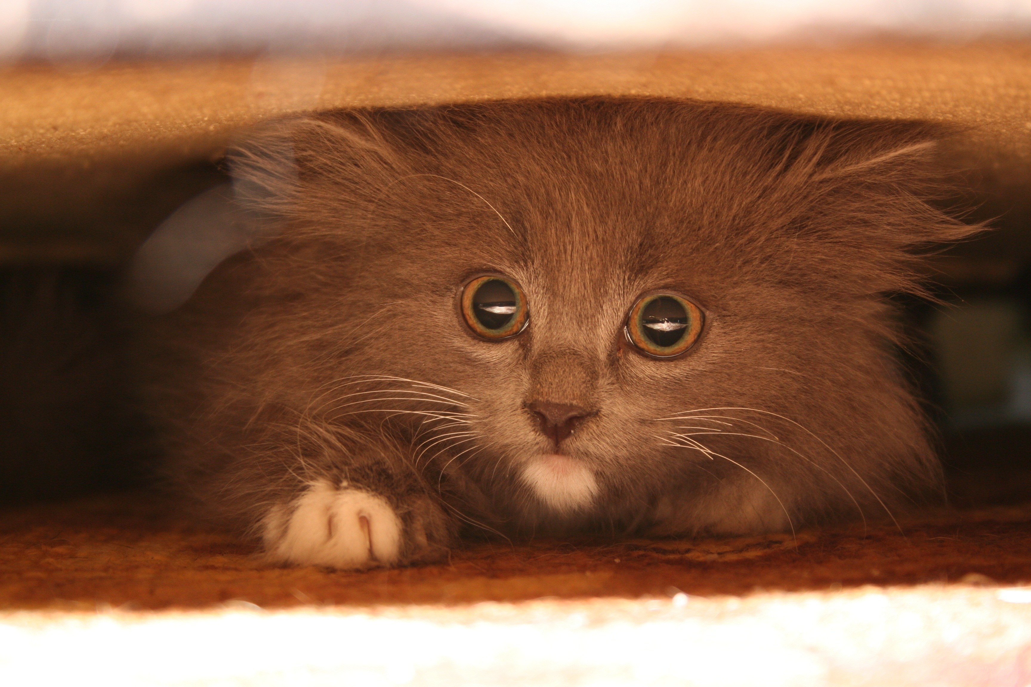 fluffy kitten under furniture
