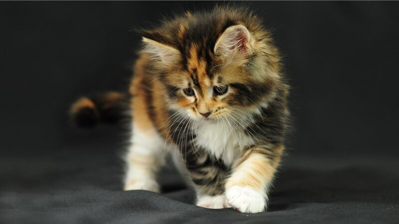 Fluffy Kitten Walking — Black