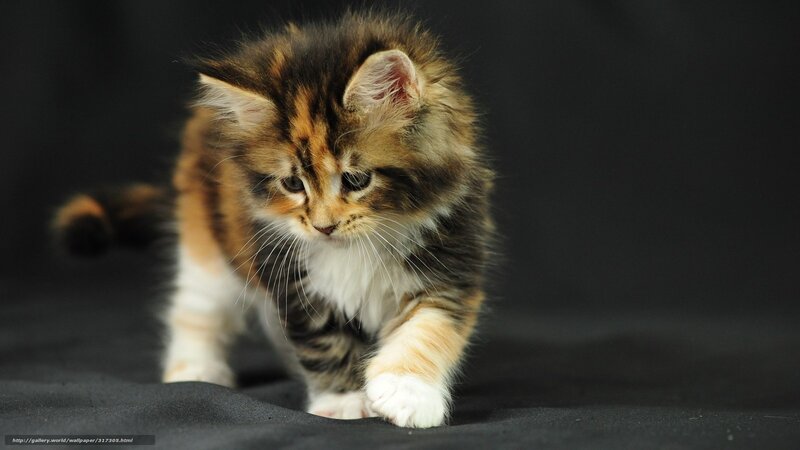 Fluffy Kitten Walking — Brown, Calm, Photograph, Black Background