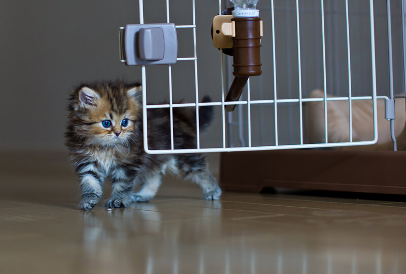 Fluffy Kitten Walking — Brown, Calm, Photograph
