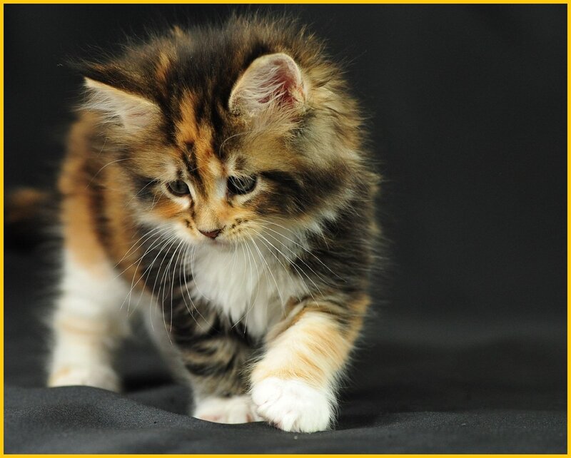 Fluffy Kitten Walking — Brown, Calm