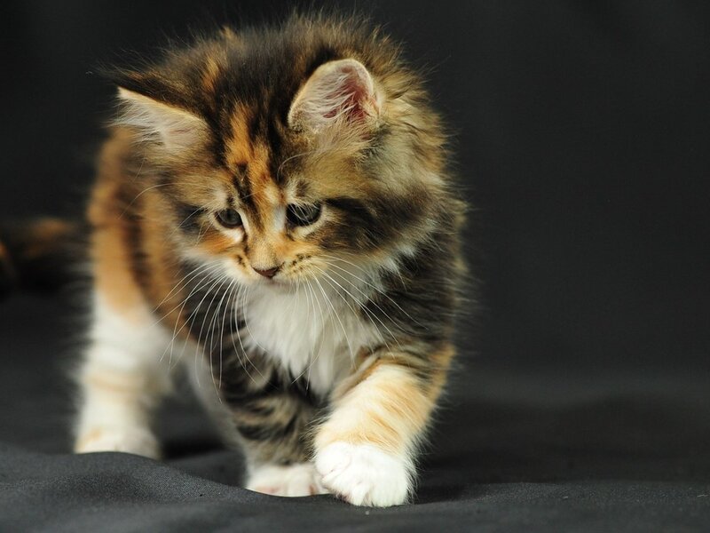Fluffy Kitten Walking — Brown