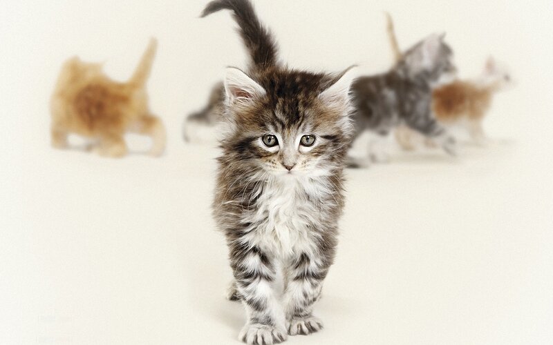 fluffy kitten walking forward