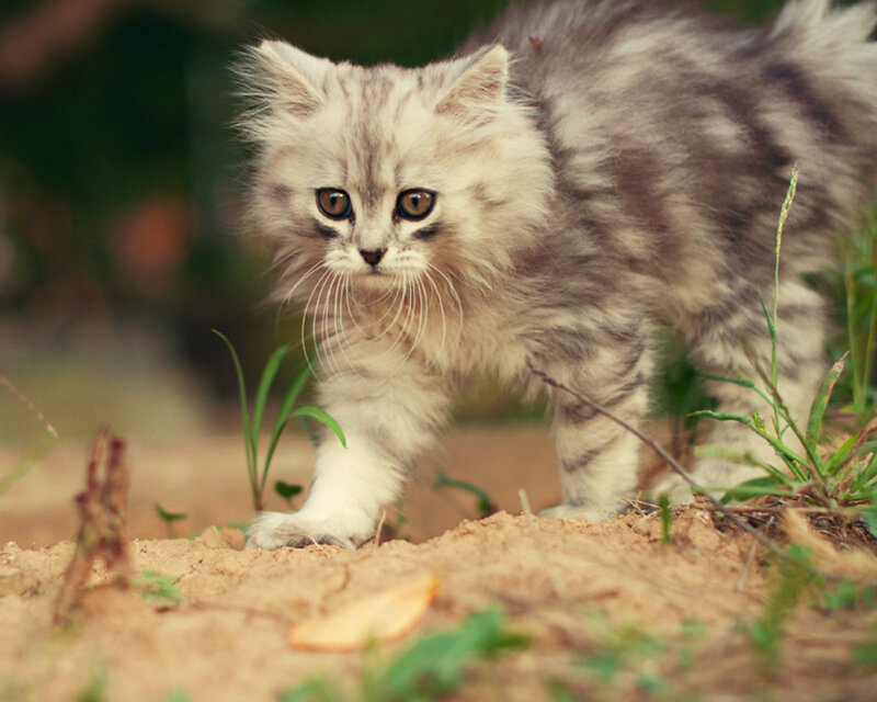 Fluffy Kitten Walking — Gray