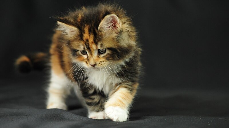 fluffy kitten walking