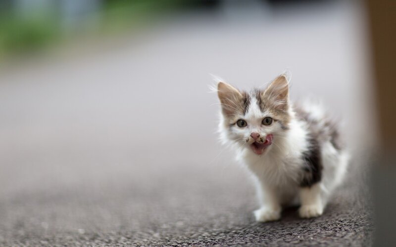Fluffy Kitten Walking — White