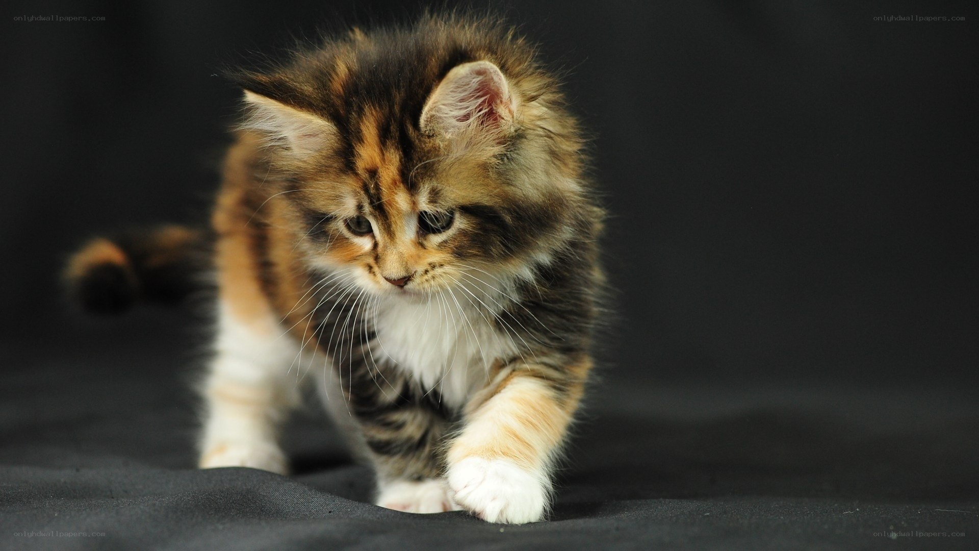 fluffy kitten walking