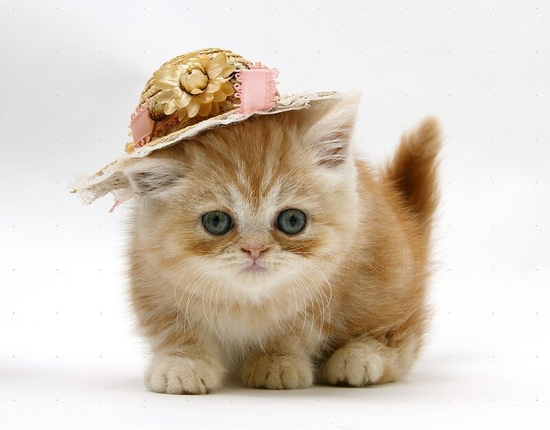 Fluffy Kitten Wearing Hat — Orange