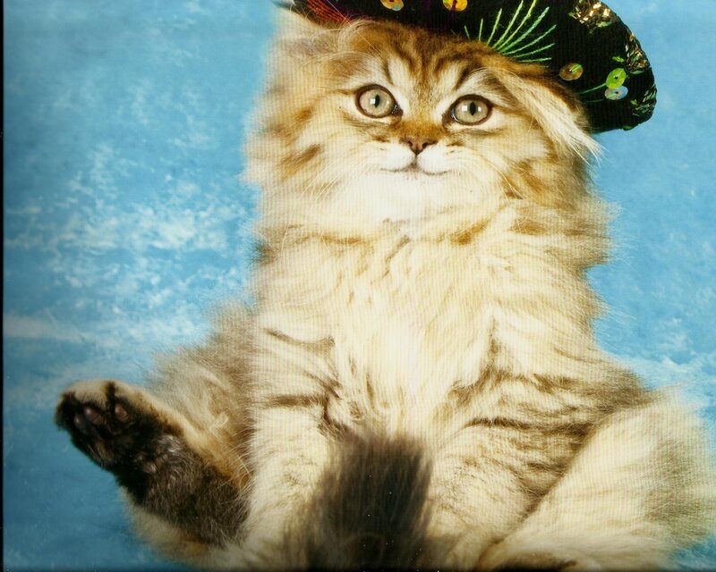 Fluffy Kitten Wearing Hat
