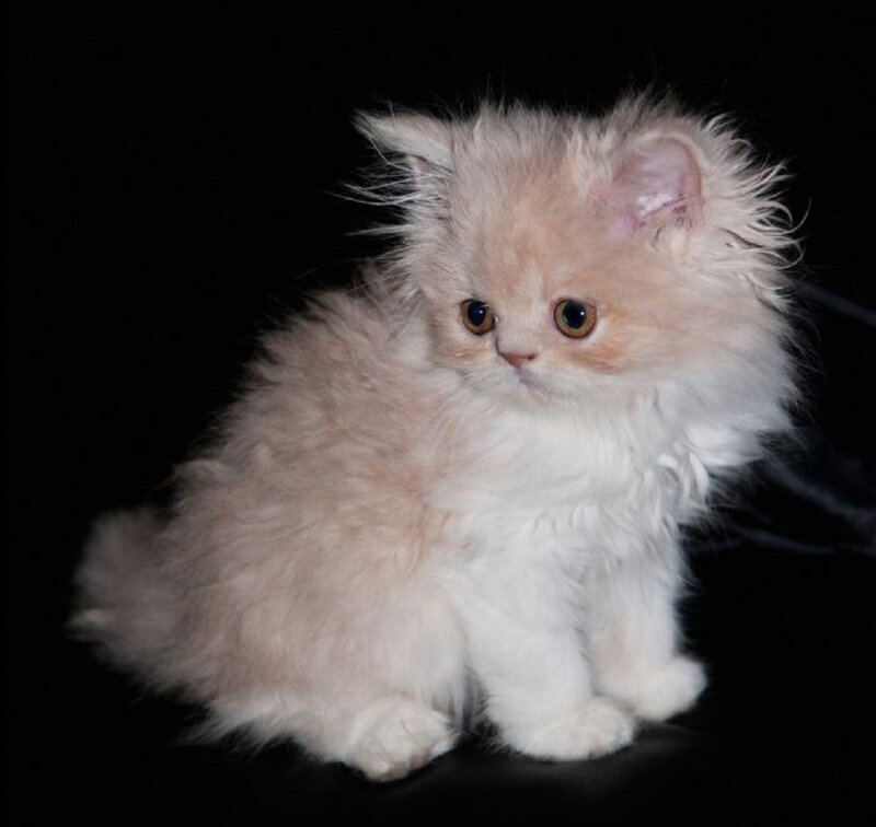 Fluffy Kitten — White, Calm, Photograph, Black Background