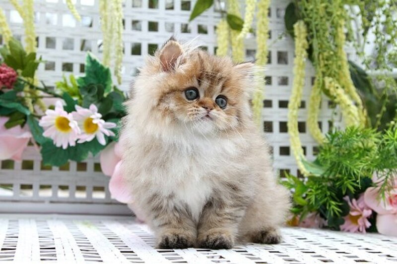 Fluffy Kitten — White, Calm, Photograph, Flowers